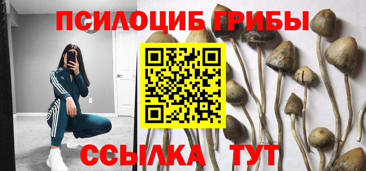 Псилоцибиновые грибы Cubensis Александров